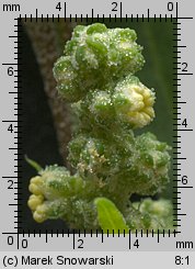 Chenopodium album s.str. (komosa biała (s.str.))