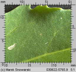 Chenopodium album s.str. (komosa biała (s.str.))