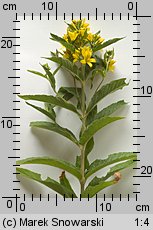 Lysimachia vulgaris (tojeść pospolita)