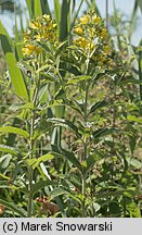 Lysimachia vulgaris (tojeść pospolita)