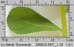 Euphorbia helioscopia (wilczomlecz obrotny)