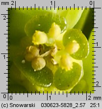 Euphorbia helioscopia (wilczomlecz obrotny)