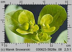 Euphorbia helioscopia (wilczomlecz obrotny)