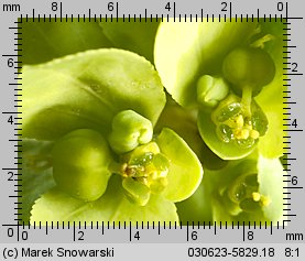 Euphorbia helioscopia (wilczomlecz obrotny)