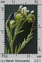 Vicia hirsuta (wyka drobnokwiatowa)