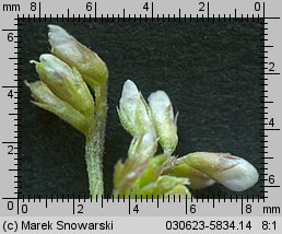 Vicia hirsuta (wyka drobnokwiatowa)