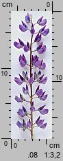 Lupinus polyphyllus (łubin trwały)