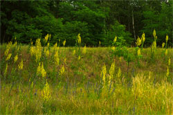 Verbascum lychnitis (dziewanna firletkowa)