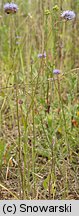 Jasione montana (jasieniec piaskowy)