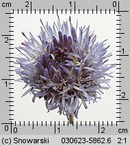 Jasione montana (jasieniec piaskowy)