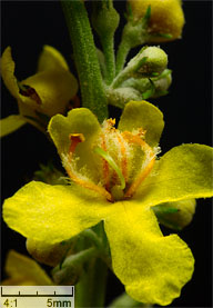 Verbascum lychnitis (dziewanna firletkowa)