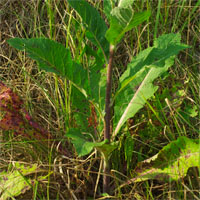 Verbascum lychnitis (dziewanna firletkowa)