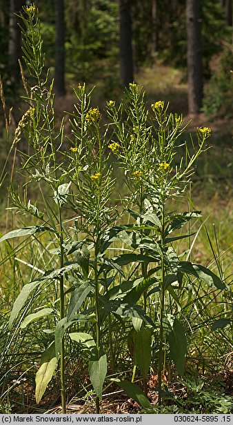 Erysimum cheiranthoides (pszonak drobnokwiatowy)