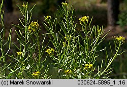 Erysimum cheiranthoides (pszonak drobnokwiatowy)