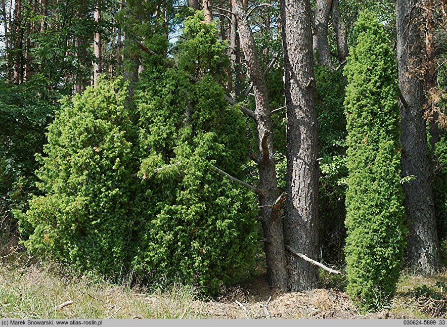 Juniperus communis (jałowiec pospolity)