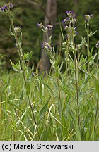 Anchusa officinalis (farbownik lekarski)