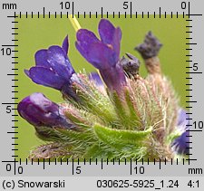 Anchusa officinalis (farbownik lekarski)