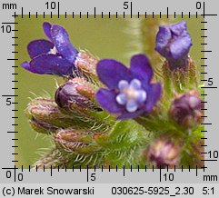 Anchusa officinalis (farbownik lekarski)