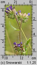 Anchusa officinalis (farbownik lekarski)