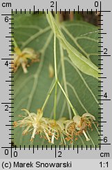 Tilia platyphyllos (lipa szerokolistna)