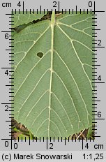 Tilia platyphyllos (lipa szerokolistna)