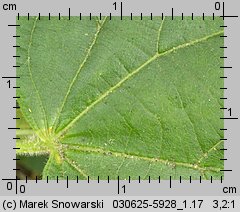 Tilia platyphyllos (lipa szerokolistna)