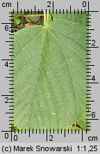 Tilia platyphyllos (lipa szerokolistna)