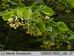 Tilia platyphyllos (lipa szerokolistna)