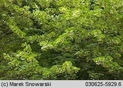 Tilia platyphyllos (lipa szerokolistna)