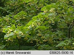 Tilia platyphyllos (lipa szerokolistna)