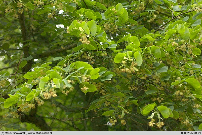 Tilia platyphyllos (lipa szerokolistna)