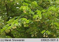 Tilia platyphyllos (lipa szerokolistna)