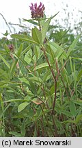 Trifolium medium (koniczyna pogięta)