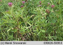 Trifolium medium (koniczyna pogięta)