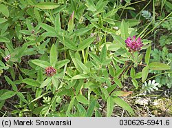 Trifolium medium (koniczyna pogięta)