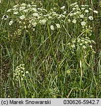 Peucedanum oreoselinum (gorysz pagórkowy)