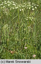 Peucedanum oreoselinum (gorysz pagórkowy)