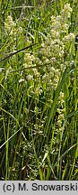 Galium album (przytulia biała)