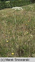 Peucedanum oreoselinum (gorysz pagórkowy)