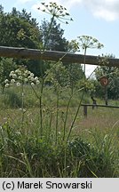 Peucedanum oreoselinum (gorysz pagórkowy)