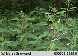 Urtica dioica (pokrzywa zwyczajna)