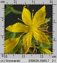 Hypericum perforatum ssp. perforatum (dziurawiec zwyczajny typowy)