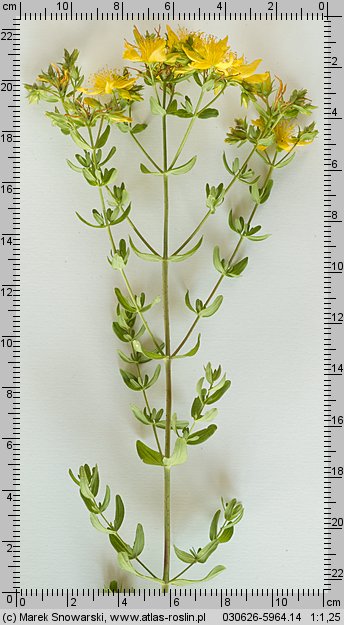 Hypericum perforatum ssp. perforatum (dziurawiec zwyczajny typowy)