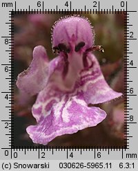 Stachys palustris (czyściec błotny)