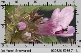 Stachys palustris (czyściec błotny)