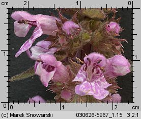 Stachys palustris (czyściec błotny)