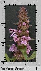 Stachys palustris (czyściec błotny)