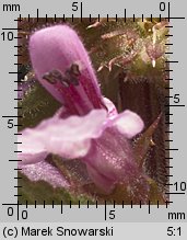 Stachys palustris (czyściec błotny)