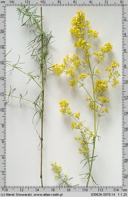 Galium verum (przytulia właściwa)