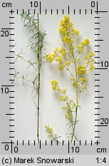 Galium verum (przytulia właściwa)